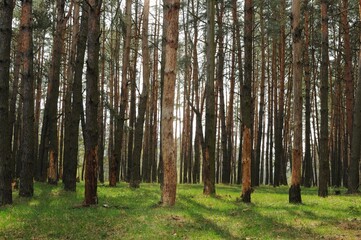 Obraz premium Thick beautiful spring forest with pine trees. Clean environment. Peaceful time