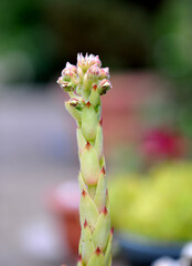 blooming sempervivum succulent plant