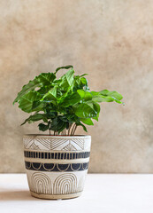 A young coffee tree grows in a pot against concrete background. Coffee shop or home gardening concept.