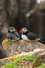Puffins family with other birds on the sea cliffs