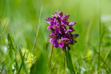 Green-winged orchid violet flower in grass