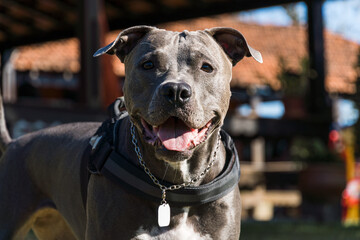 Pit bull dog playing in an open field at sunset. Pitbull blue nose in sunny day with green grass...
