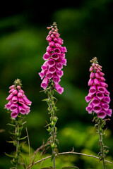 Fairy Thimbles pink irish wildflower