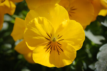 Beautiful bright yellow Pansy flower 