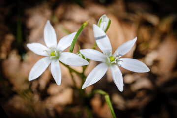 Grass lily beautiful white flowers