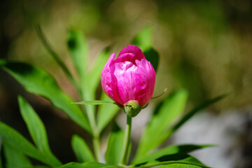 Common peony pink beautiful flower