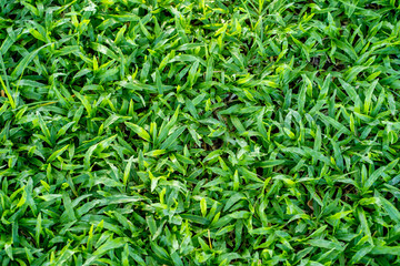 Growing green grass field for background.