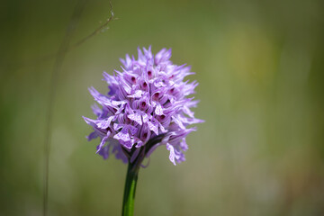 Beautiful Three-toothed orchid flower in grass