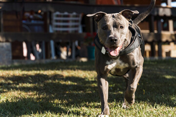 Pit bull dog playing in an open field at sunset. Pitbull blue nose in sunny day with green grass...