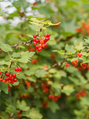 Red currants on a sunny summer day on the bushes