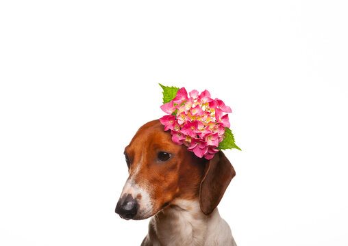 image of dog flower white background 