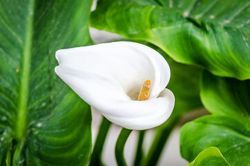 Isolated White Calla Lillie Flower Surrounded By Big Green Leaves  in a Garden. Beautiful Arum Lily in Full Bloom.