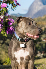 Pit bull dog playing in an open field at sunset. Pitbull blue nose in sunny day with green grass and beautiful view in the background. Selective focus.