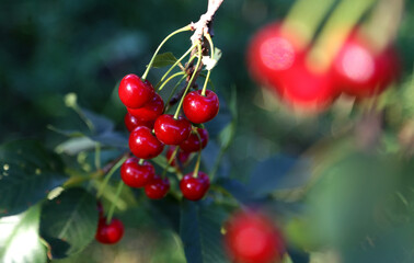 A branch of a cherry tree with ripe red berries shining in the sun