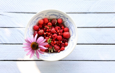 Fresh summer berries - raspberries, strawberries, cherries, wild strawberries in a white plate with a blue pattern in the style of Provence on a white rustic table in the garden. Echinacea flower in a