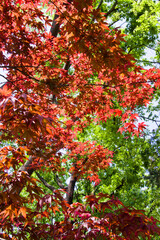 Scenery of Japanese autumn leaves.