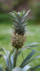 Bonn Germany end of May 2021 Pineapple young plant in front of green background in natural sunlight