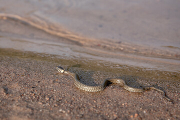 Grass snake on the river bank. Water and beach