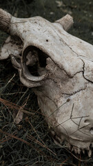 Symbols of death. A cow's skull in the grass at the old cemetery