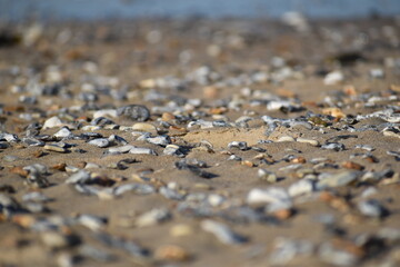 seul sur le sable, un coquillage dans le dos