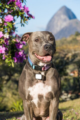 Pit bull dog playing in an open field at sunset. Pitbull blue nose in sunny day with green grass and beautiful view in the background. Selective focus.