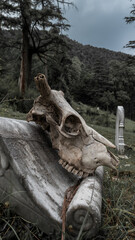 Fototapeta na wymiar Symbols of Death. The grave of the unknown in the old forest cemetery. A skull on a tombstone. 
