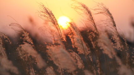 The beautiful sunset view with the soft reeds in autumn