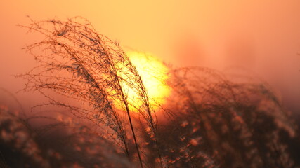 The beautiful sunset view with the soft reeds in autumn