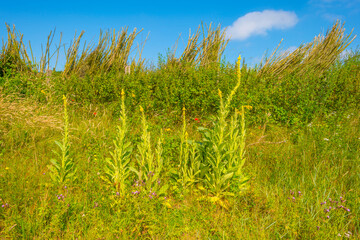 Green grassy dunes along the North Sea coast illuminated by the light of a colorful sun and a blue cloudy sky in summer, Walcheren, Zeeland, the Netherlands, July, 2021