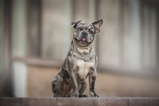 Funny merle french bulldog with heterochromia and one lowered ear sitting on a stone tile and sticking out his tongue directly into the camera against the backdrop of a glass facade