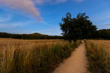 dirt road between the fields with a tree at night