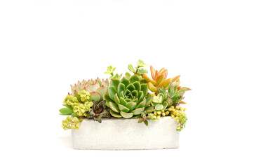 mix of succulent plant arrangment in square concrete container white background