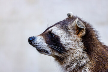 A portrait of a raccoon © hecke71