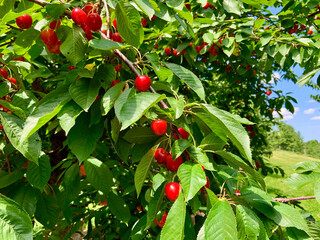 Northern Michigan cherry tree loaded with ripe fruit, ready for picking.  Sweet cherries.