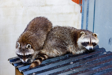 A portrait of a raccoon © hecke71