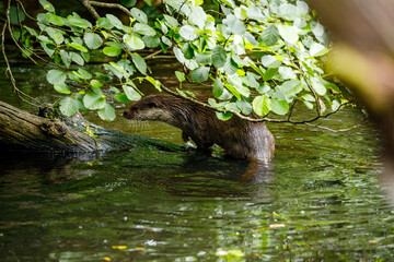 An otter is playing in the water