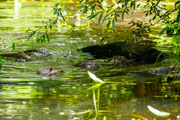 An otter is playing in the water
