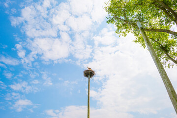 Stork on its nest on a pole in a bright blue white cloudy sky in  sunlight in summer, the Zwin,...