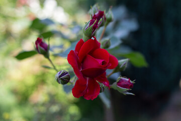 A red rose bloomed on the bush. There are many buds that have not blossomed near it. Local focus