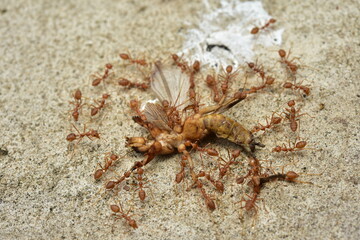 Oecophylla smaragdina or The Weaver Ants are carrying the remains of the dead victims to be used as food.