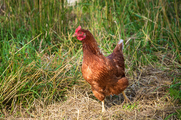 Glückliches Freilandhuhn