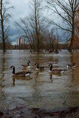 Geese swimming in flooded Rhine river in Cologne