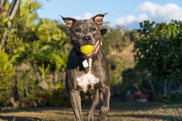 Pit bull dog playing in an open field at sunset. Pitbull blue nose in sunny day with green grass and beautiful view in the background. Selective focus.