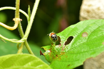 The Golden Tortoise Beetle or Charidotella sexpunctata. Its special feature is that it can change color when disturbed.