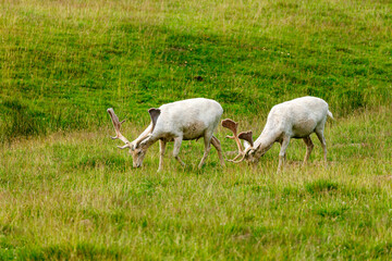 Obraz na płótnie Canvas White deer on a meadow