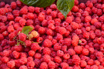 fresh harvest of raspberry berries with twig and leaves