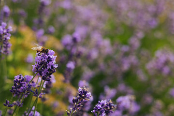 Beautiful lavender flowers and bee in a summer garden.