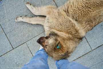 A huge stray dog fell asleep on the girl's feet. Lovely homeless animals. The reason is not to go