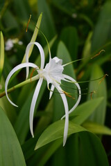 Close up view of Beach spider lily flower