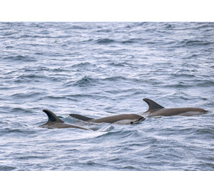 Atlantic White-Sided Dolphins